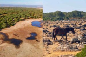 Altopiano con alberi e cavalli