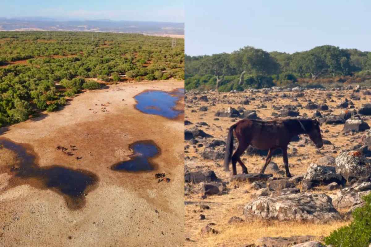 Altopiano con alberi e cavalli